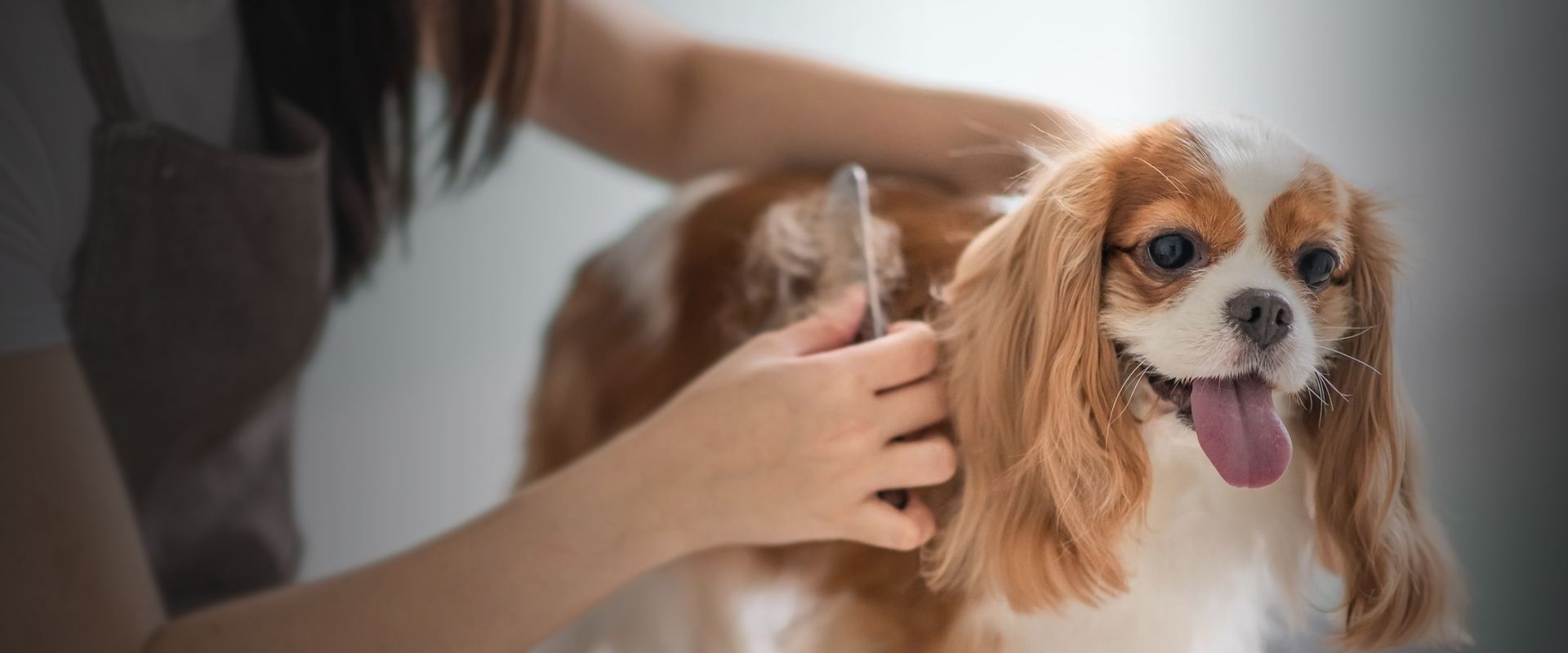 pet groomer brushing a dog