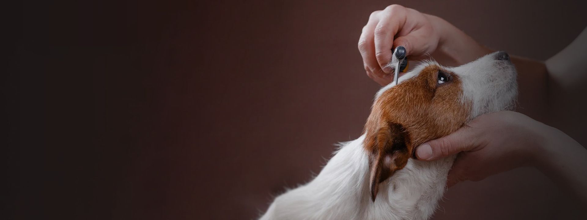 pet groomer brushing the hair of a dog