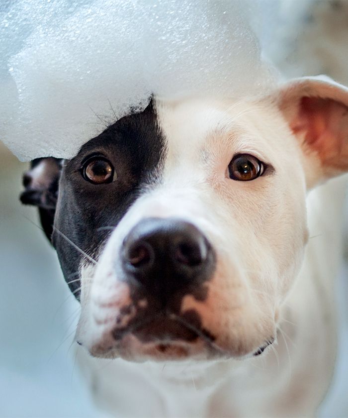 adorable pitbull dog taking a bath